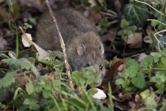 Rat