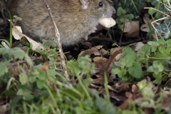 Rat