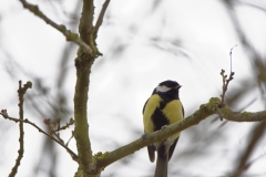 Great Tit