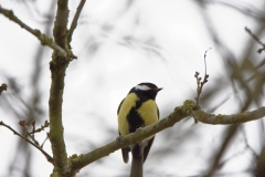 Great Tit