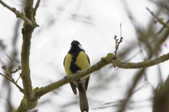 Great Tit