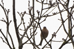 Chaffinch