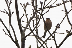 Chaffinch