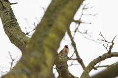 Goldfinch