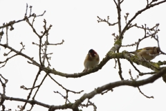 Goldfinch