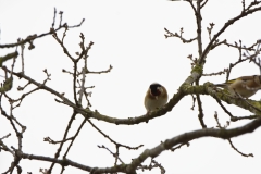 Goldfinch