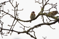 Goldfinch