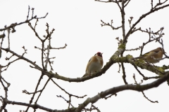 Goldfinch