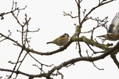 Goldfinch