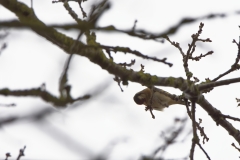 Goldfinch