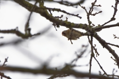 Goldfinch