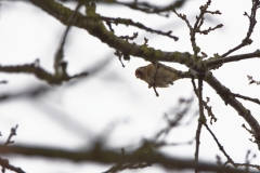 Goldfinch