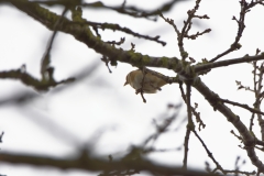 Goldfinch