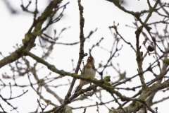 Goldfinch