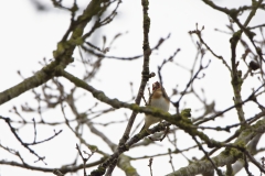 Goldfinch