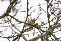 Goldfinch