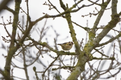 Goldfinch