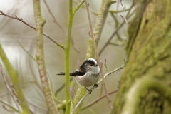 Long-tailed Tit