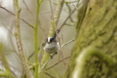 Long-tailed Tit