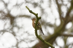 Chaffinch