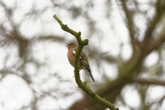 Chaffinch