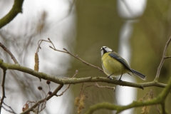 Blue Tit