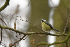 Blue Tit