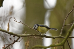 Blue Tit