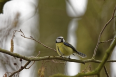 Blue Tit