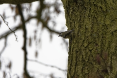 Blue Tit