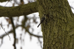 Blue Tit