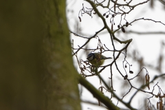 Blue Tit