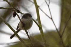 Long-tailed Tit