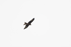 Red Kite in Flight