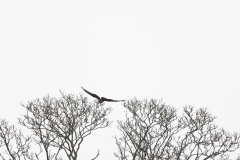 Red Kite in Flight