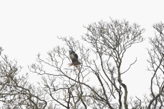 Red Kite in Tree