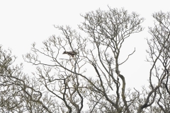 Red Kite in Tree