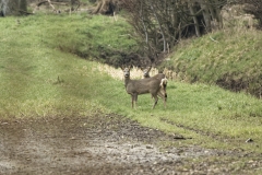 Roe Deer