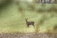 Roe Deer