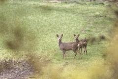 Roe Deer