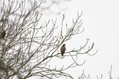 Buzzard in Tree