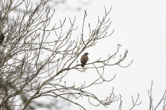 Buzzard in Tree