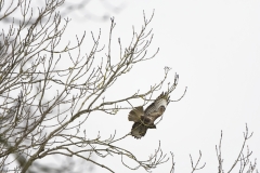 Buzzard in Flight