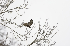 Buzzard in Flight