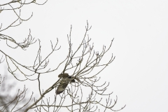 Buzzard in Flight