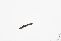 Buzzard in Flight