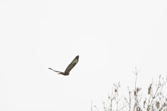 Buzzard in Flight