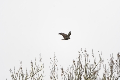 Buzzard in Flight