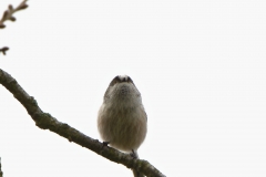 Long-tailed Tit