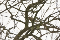 Female Chaffinch